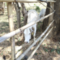 187170f5cd1.93f04cb806412379 Small.png